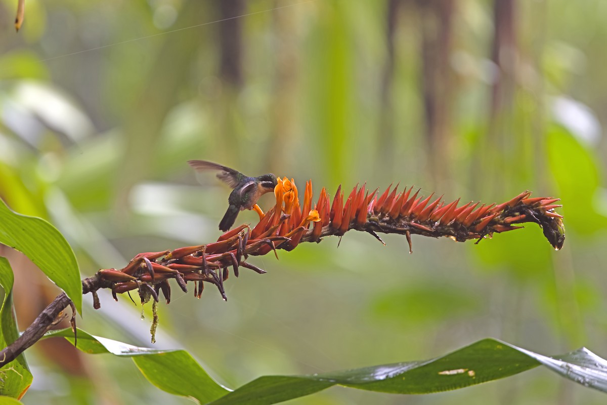 kolibřík fialovohrdlý - ML619724023