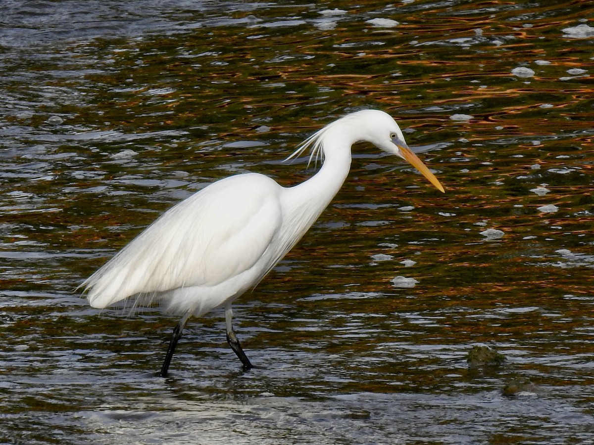 Aigrette de Chine - ML619724080