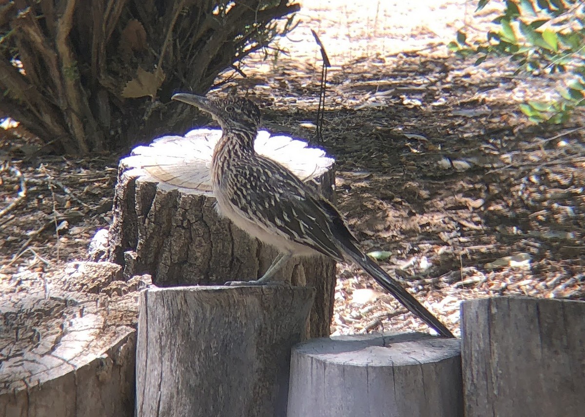 Greater Roadrunner - ML619724087