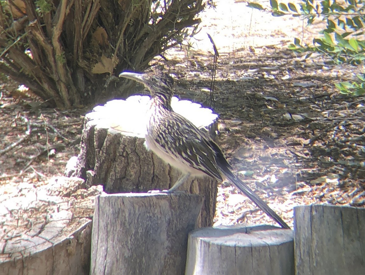 Greater Roadrunner - ML619724088