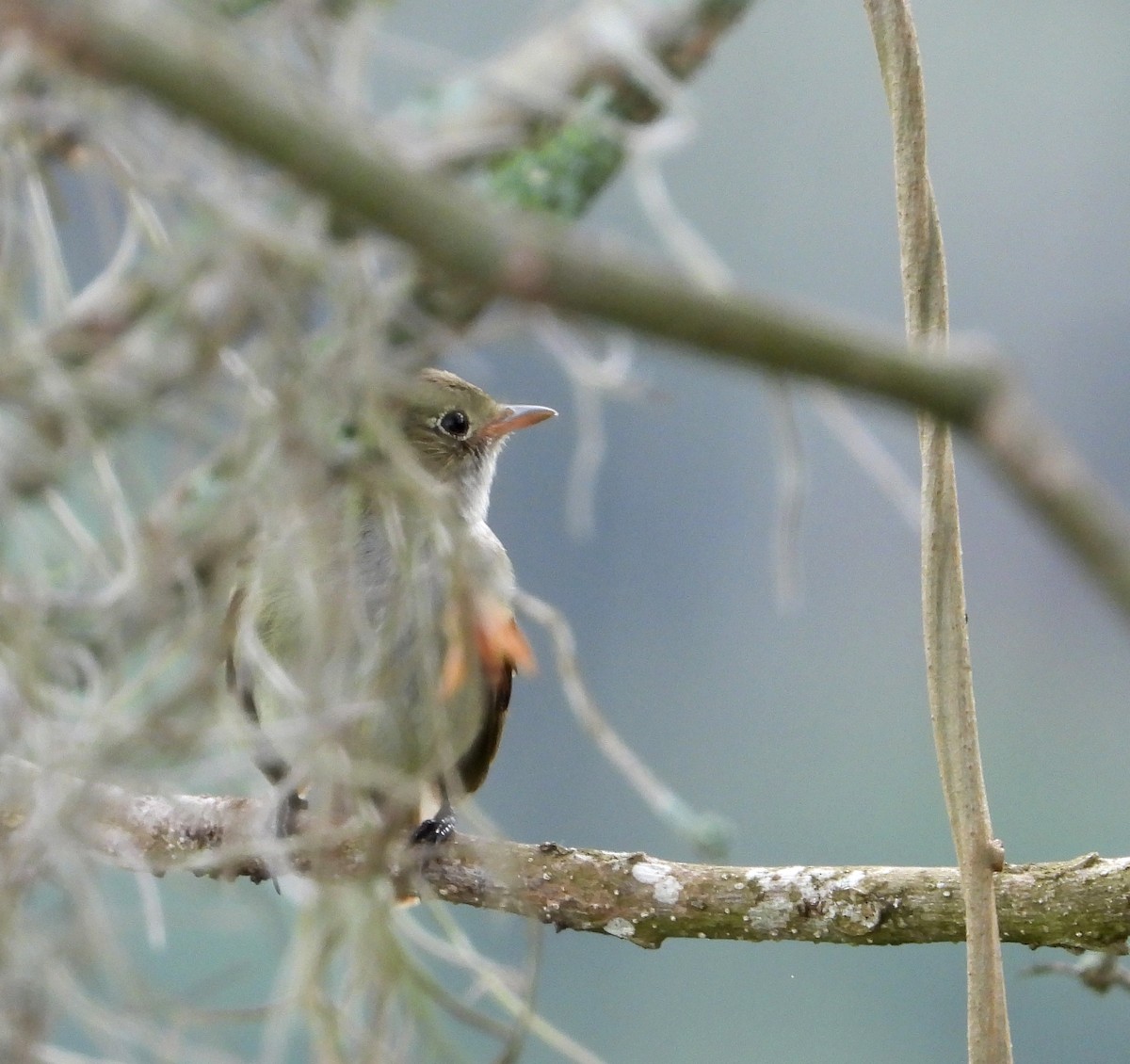 Small-billed Elaenia - ML619724090