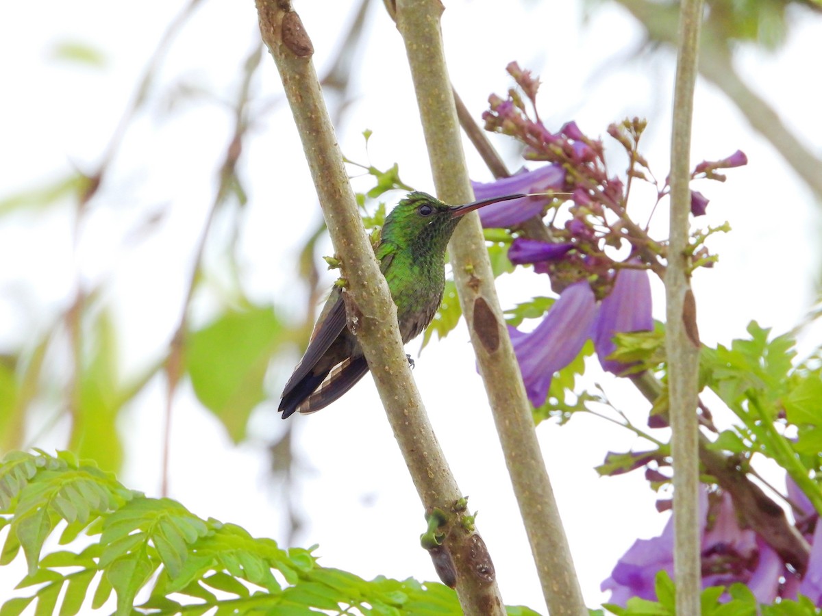 kolibřík měděnořitý - ML619724113
