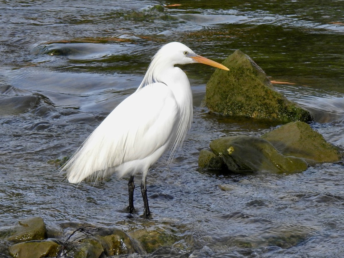 Aigrette de Chine - ML619724115