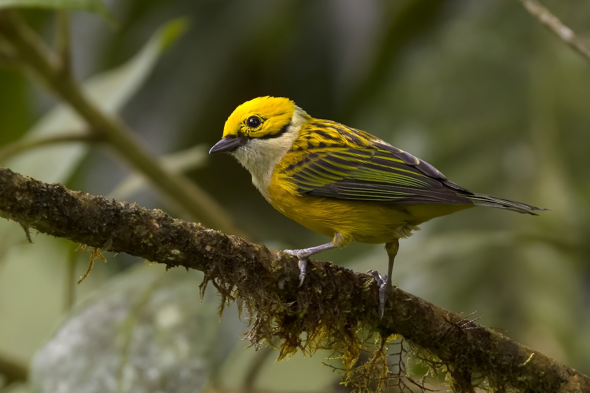 Silver-throated Tanager - ML619724117