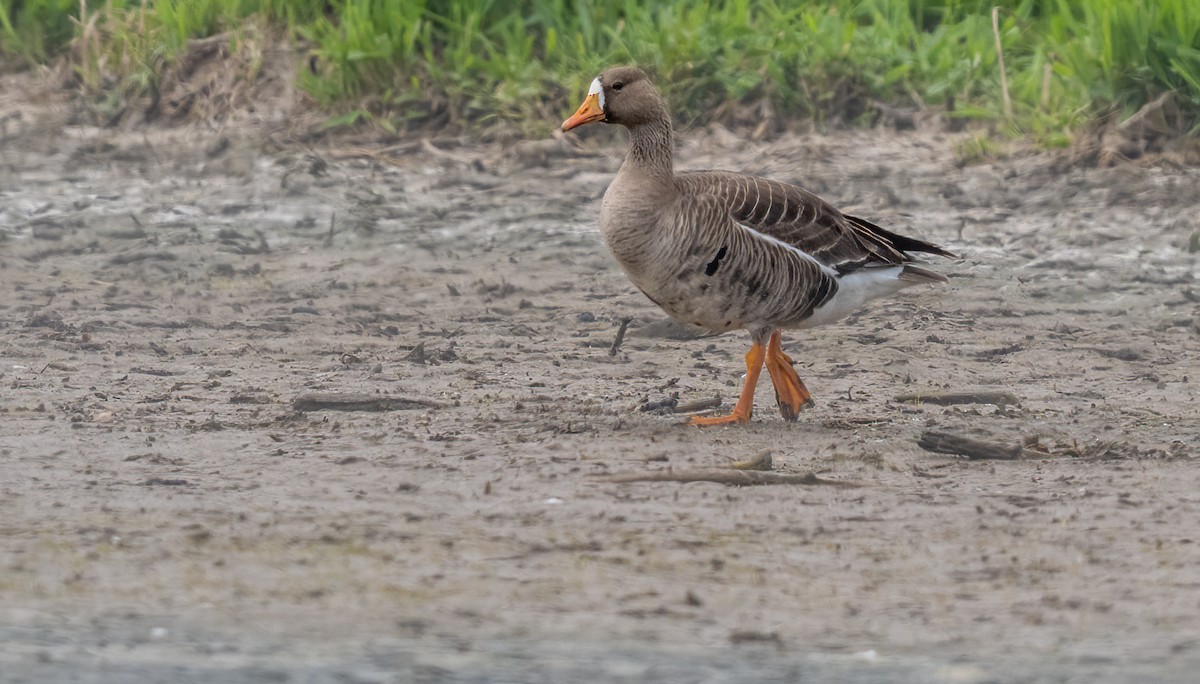 Greater White-fronted Goose - ML619724124