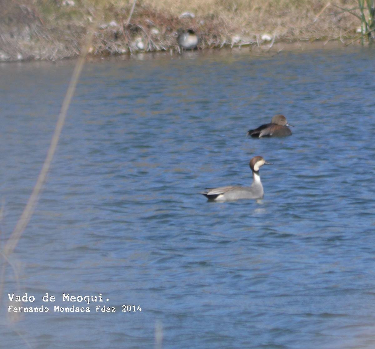 Gadwall x Northern Pintail (hybrid) - ML619724126