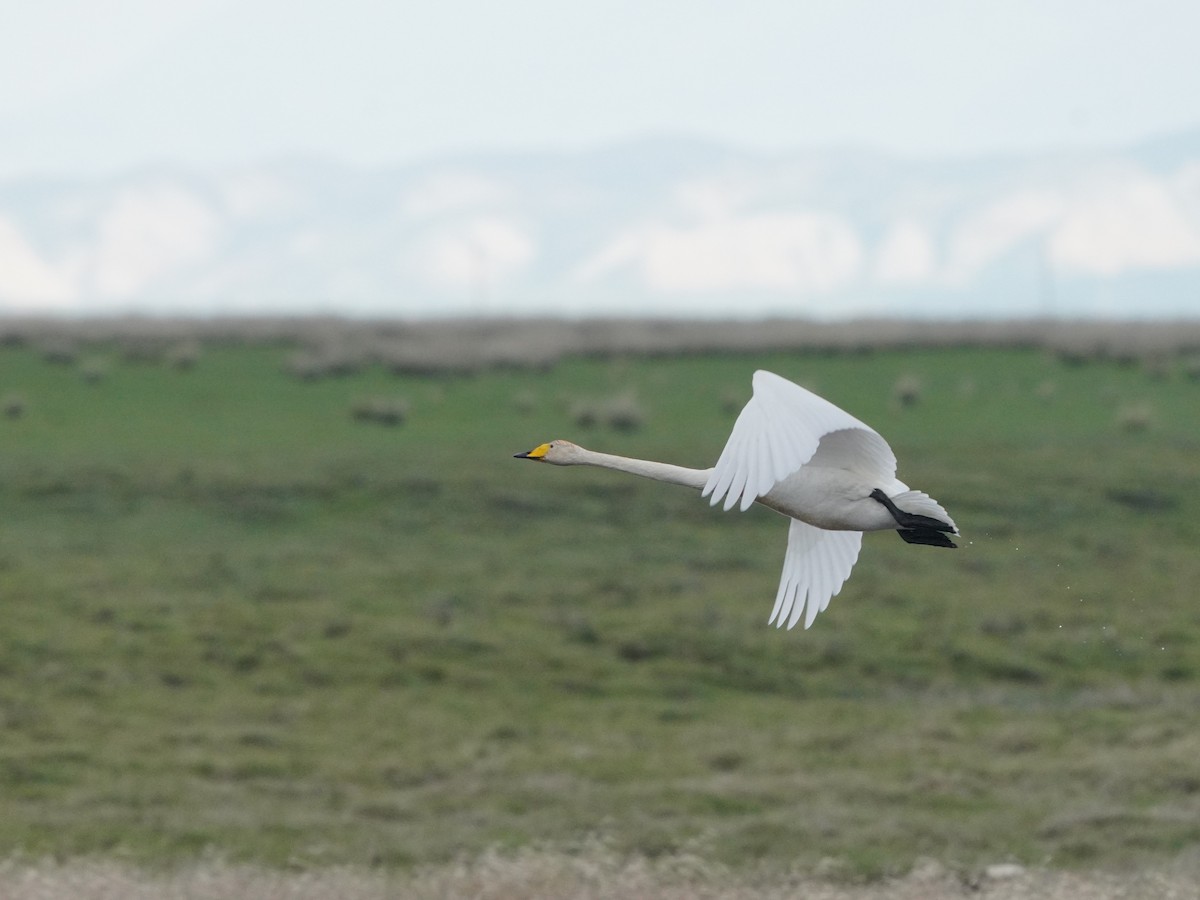 Whooper Swan - ML619724145