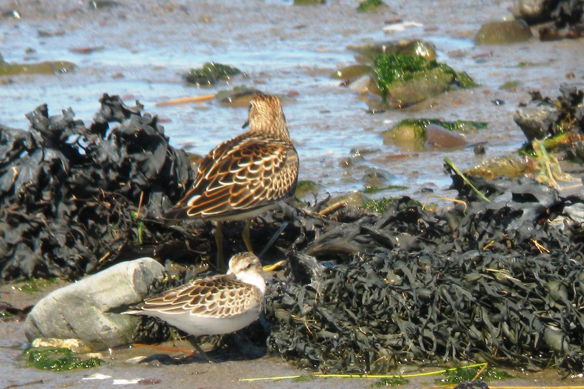 Graubrust-Strandläufer - ML619724146