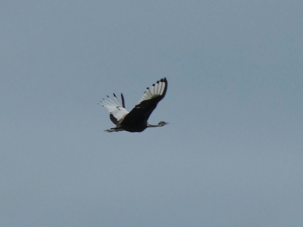 Black-bellied Bustard - ML619724189