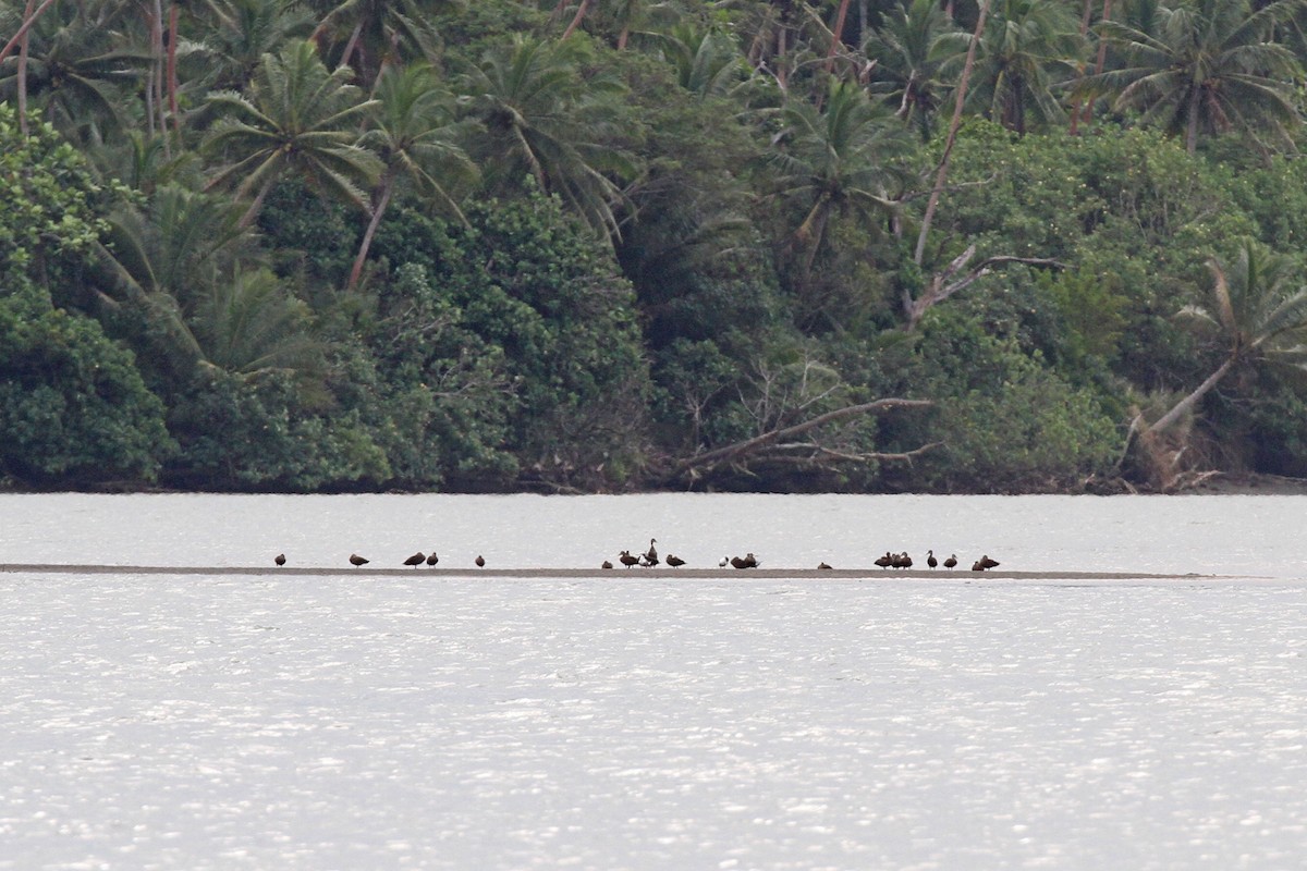 Pacific Black Duck - ML619724198