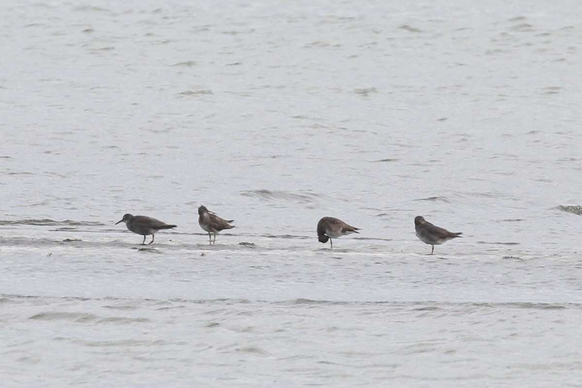 Wandering Tattler - ML619724201