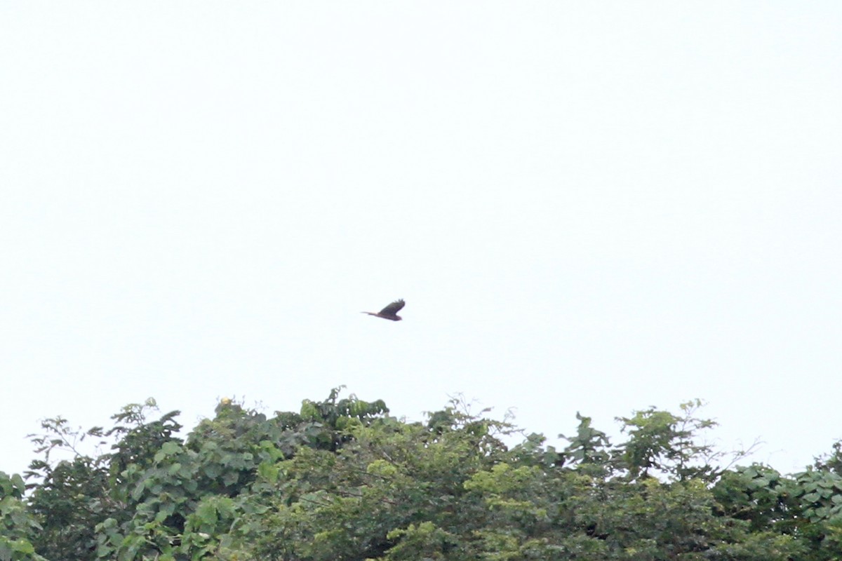 Swamp Harrier - ML619724204