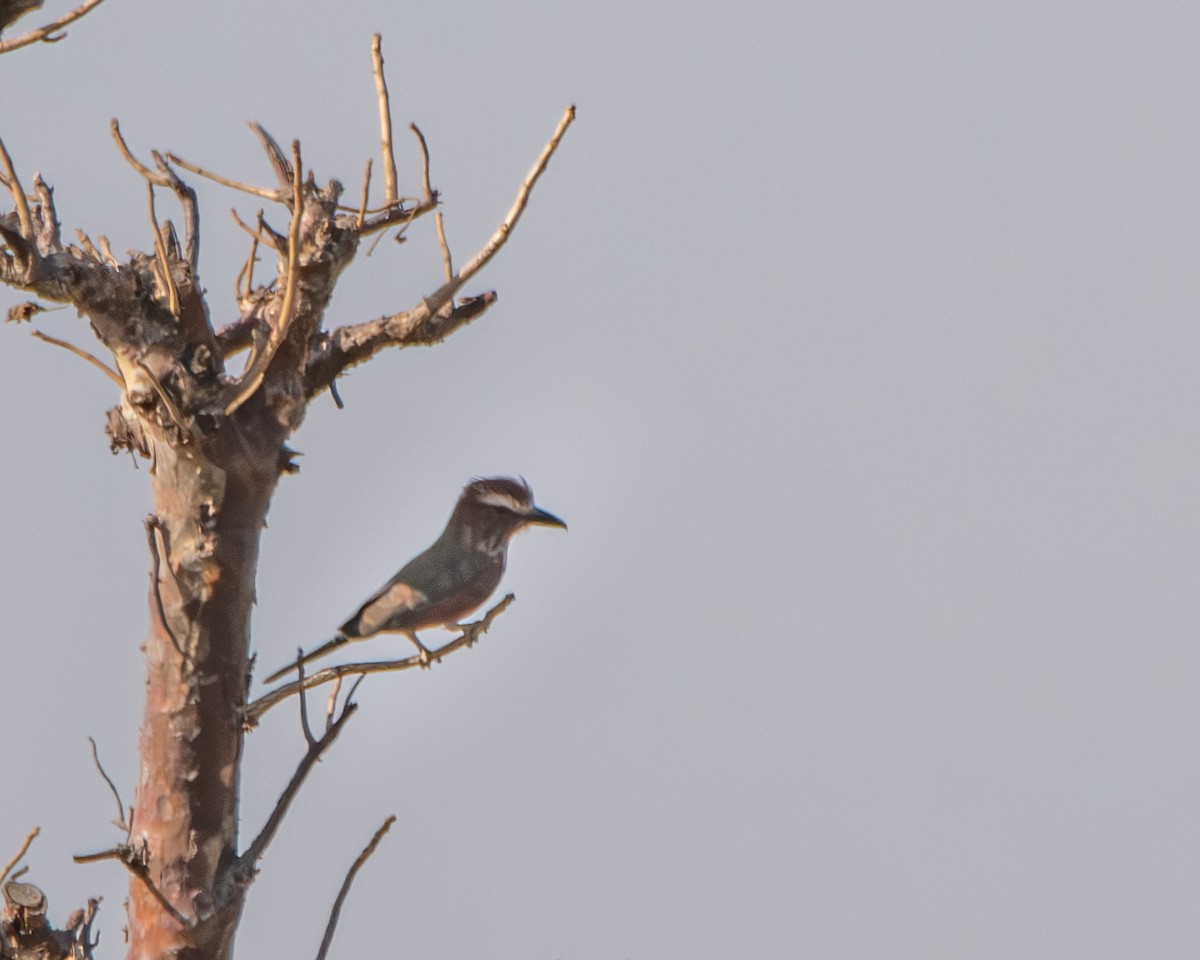 Black-crowned Tchagra - ML619724227