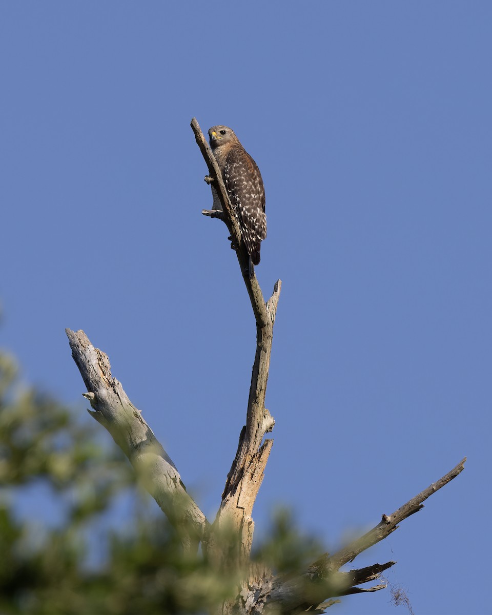 Red-shouldered Hawk - ML619724257