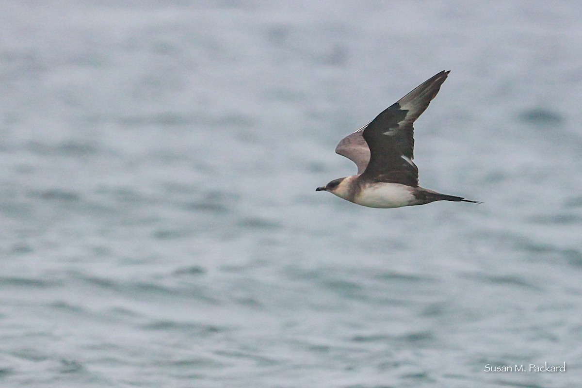 Parasitic Jaeger - ML619724265