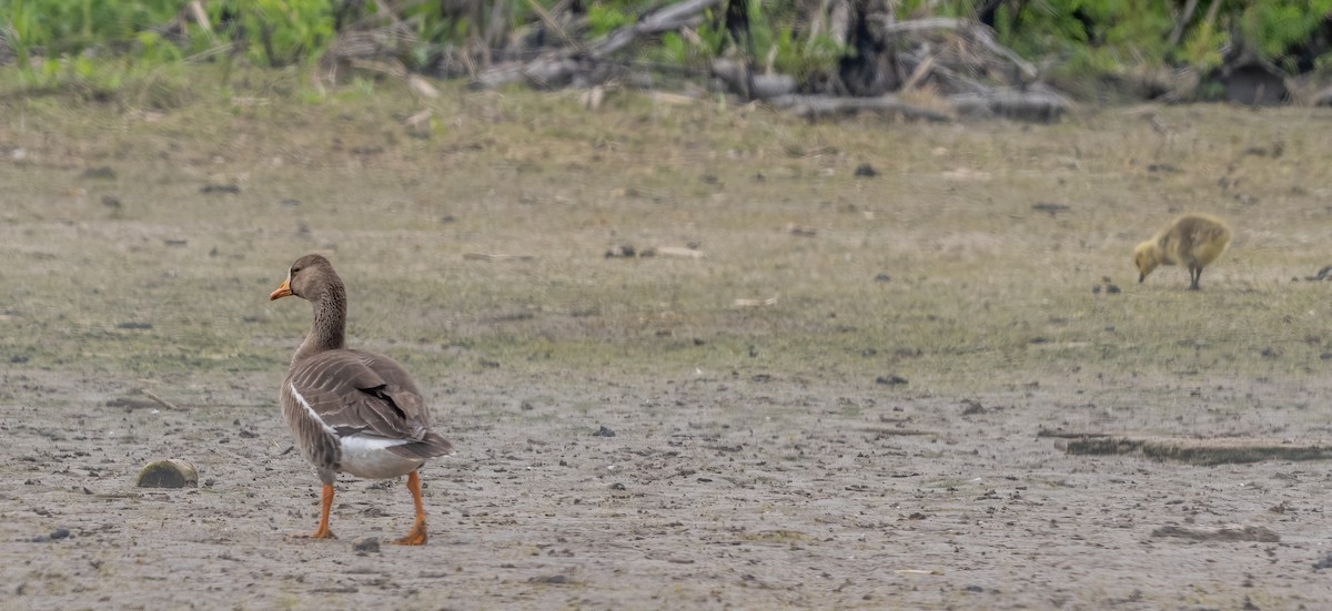 Greater White-fronted Goose - ML619724283