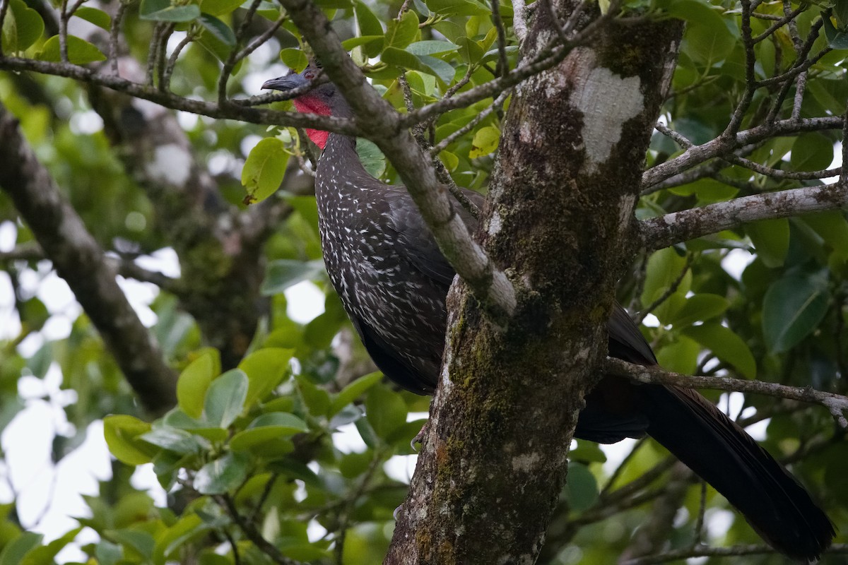 Crested Guan - ML619724292