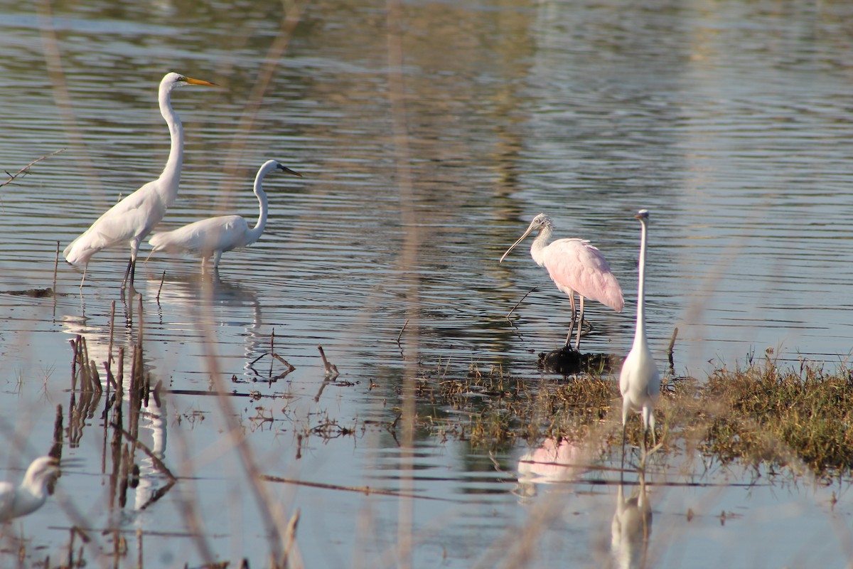 Roseate Spoonbill - ML619724339