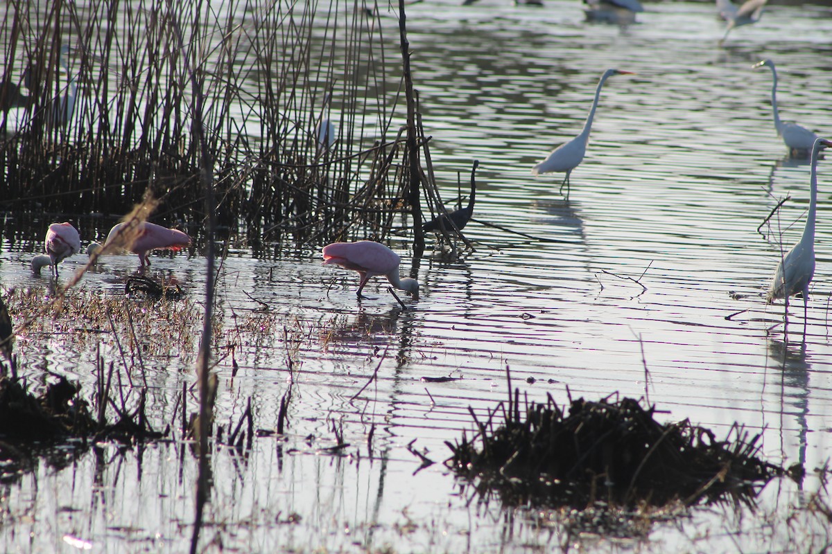 Roseate Spoonbill - ML619724342