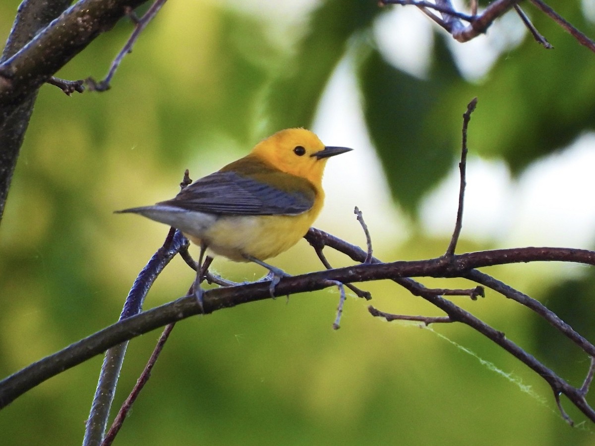 Prothonotary Warbler - ML619724369