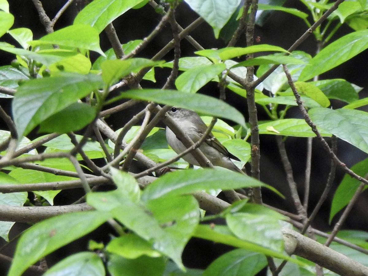 Eastern Crowned Warbler - ML619724395