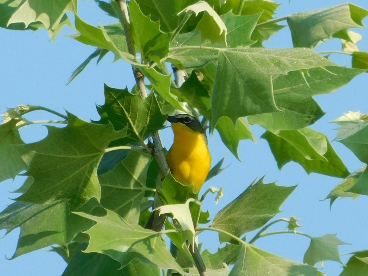 Yellow-breasted Chat - ML619724405