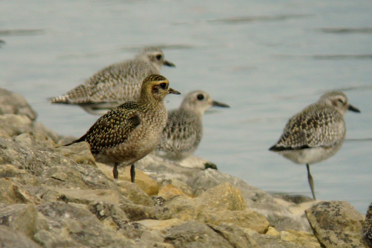 American Golden-Plover - ML619724407