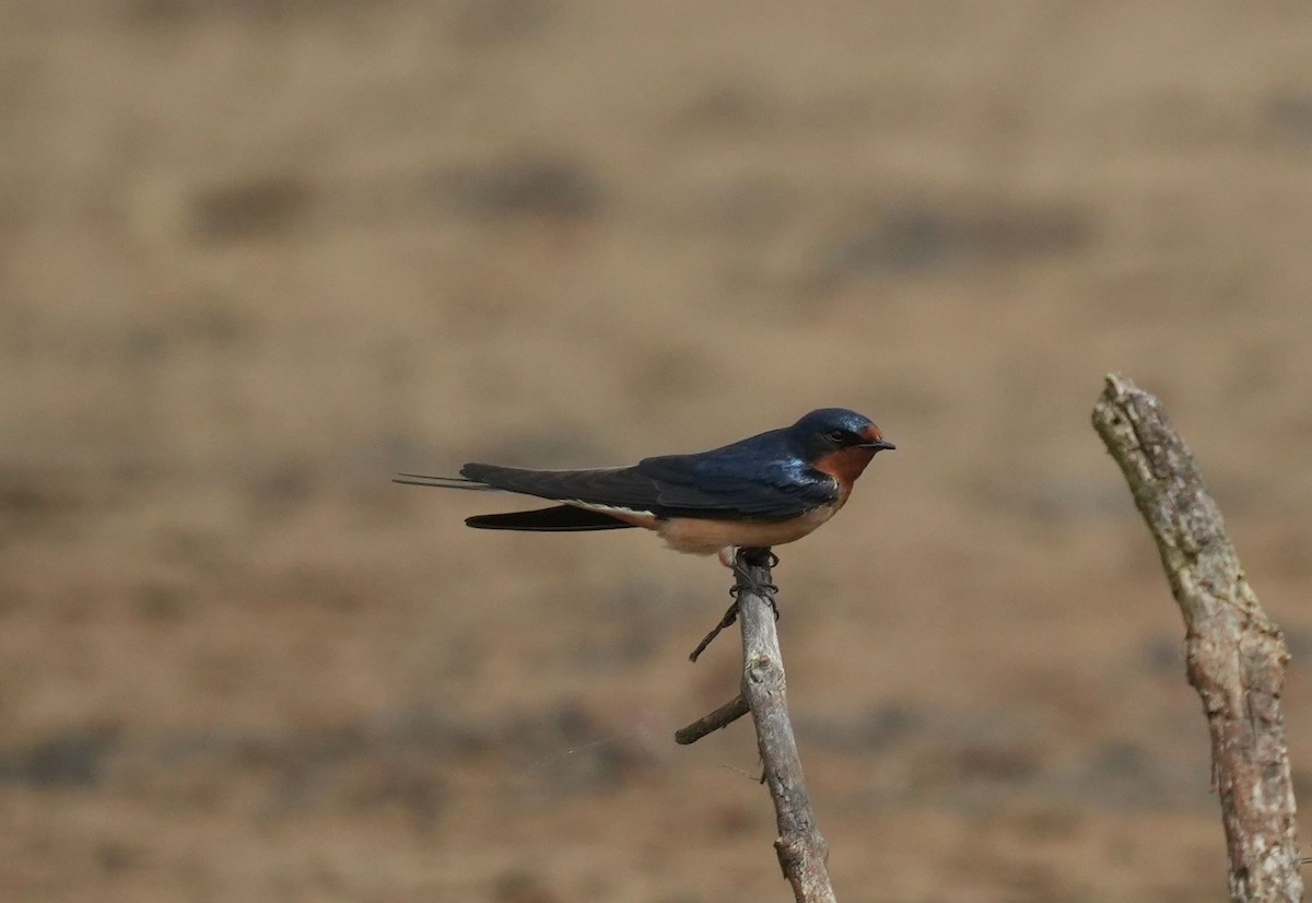 Hirondelle rustique (erythrogaster) - ML619724414