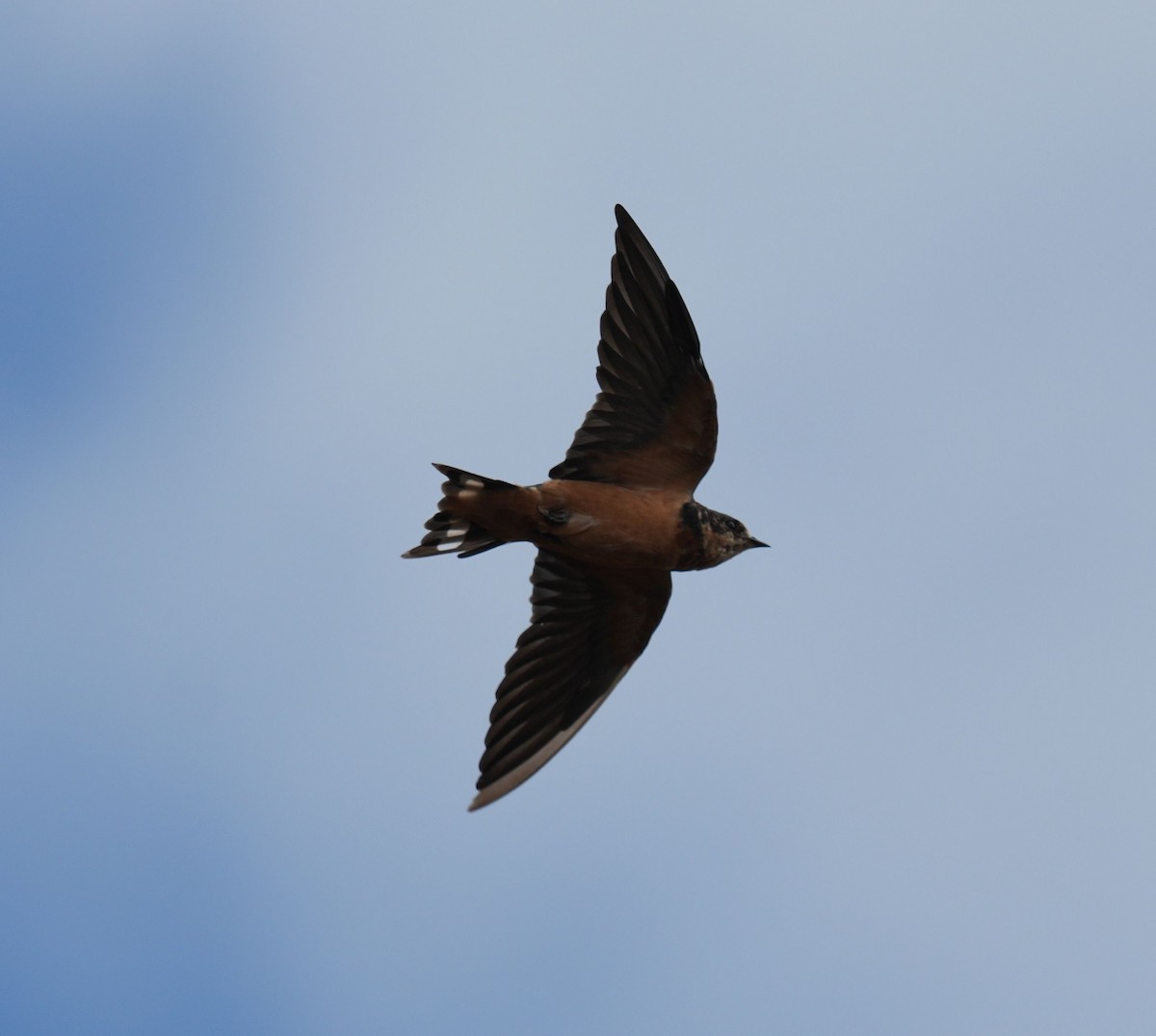 Barn Swallow (American) - Romain Demarly