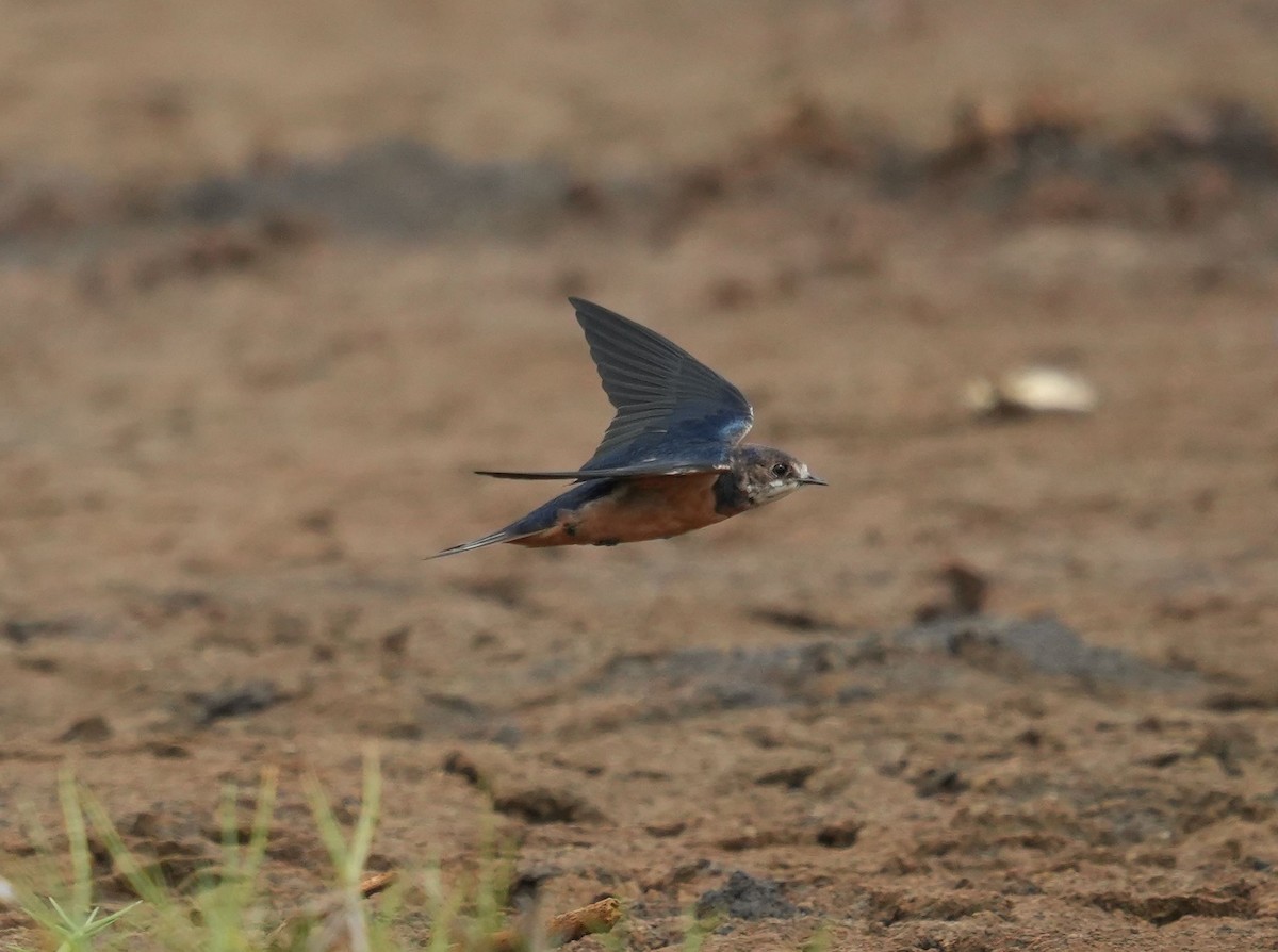 Hirondelle rustique (erythrogaster) - ML619724419