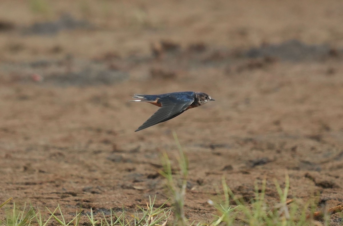 Hirondelle rustique (erythrogaster) - ML619724420