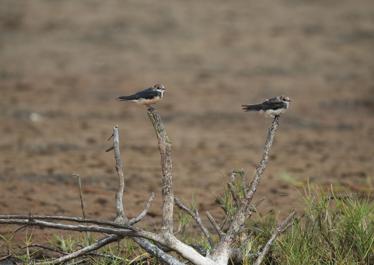 Hirondelle rustique (erythrogaster) - ML619724421