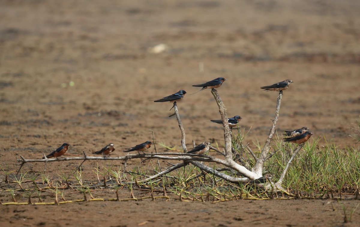 Hirondelle rustique (erythrogaster) - ML619724423