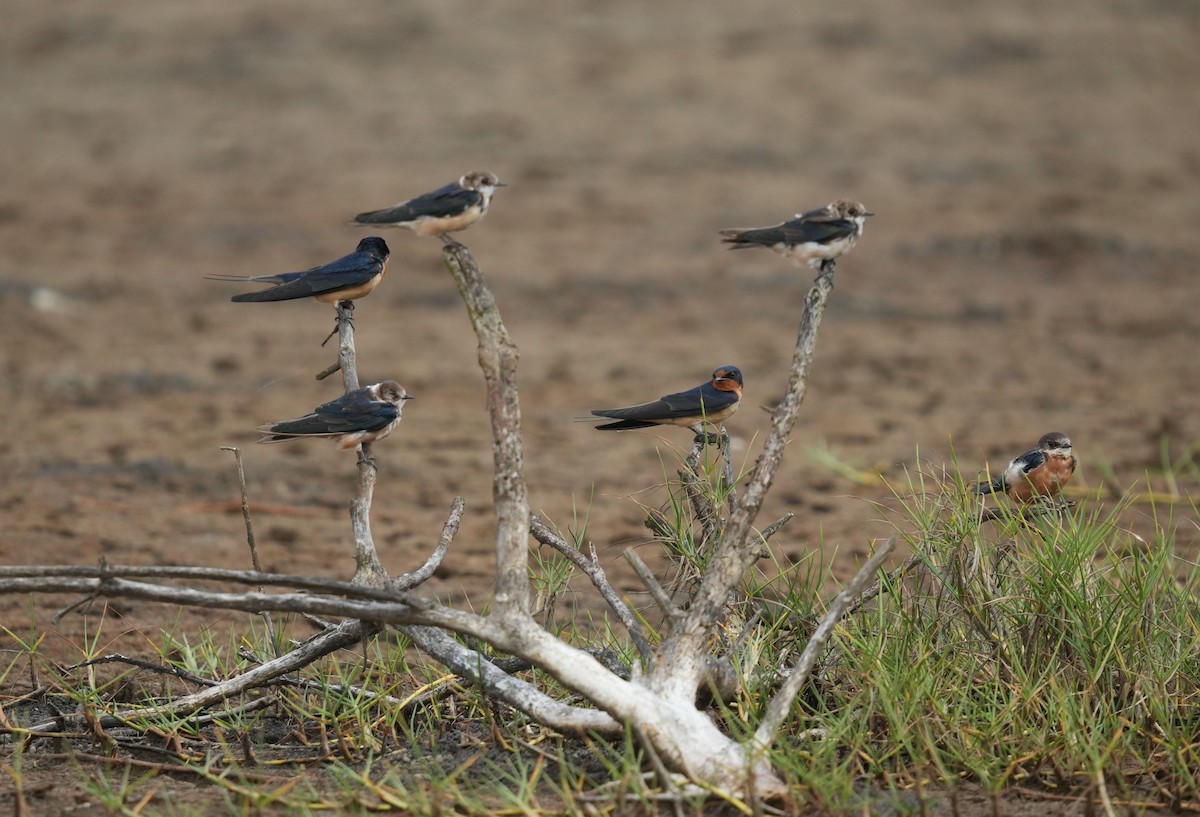 Hirondelle rustique (erythrogaster) - ML619724424