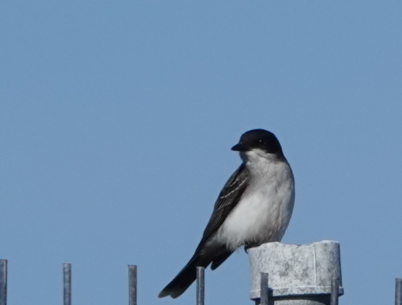 Eastern Kingbird - ML619724426