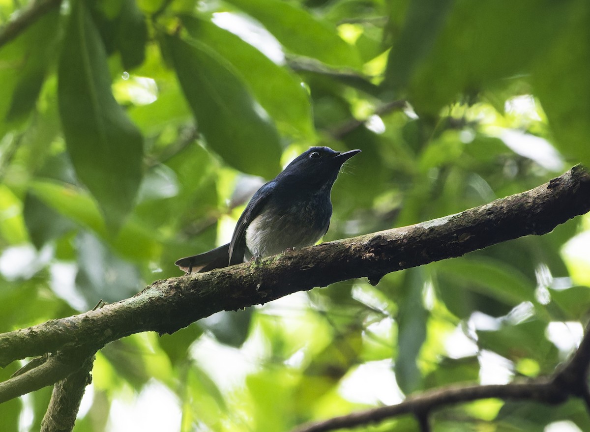 Hainan Blue Flycatcher - ML619724429