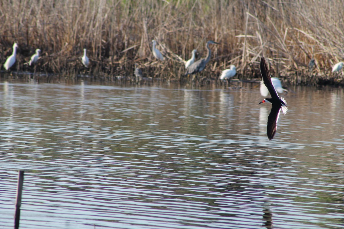 Black Skimmer - ML619724444