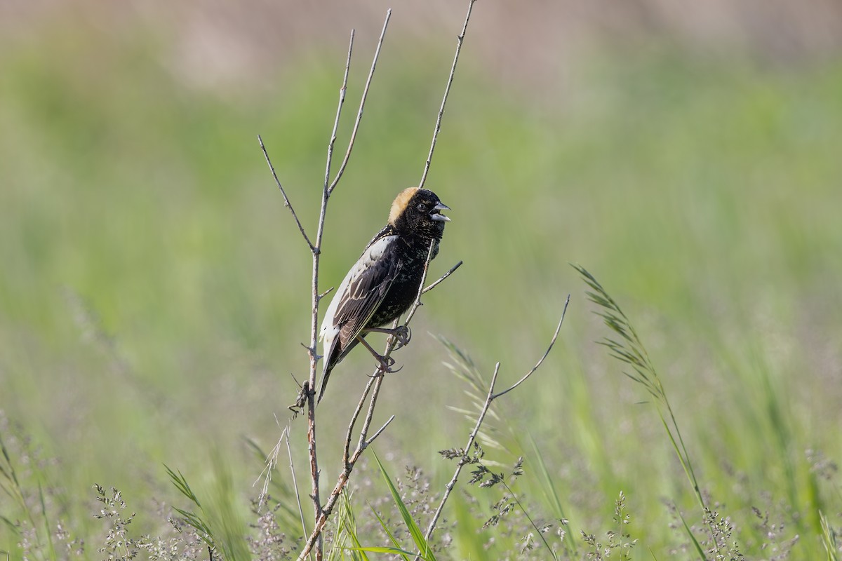 Bobolink - Mariann Cyr