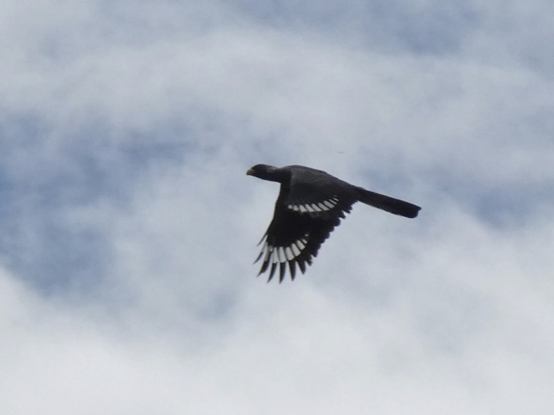 Eastern Plantain-eater - ML619724465