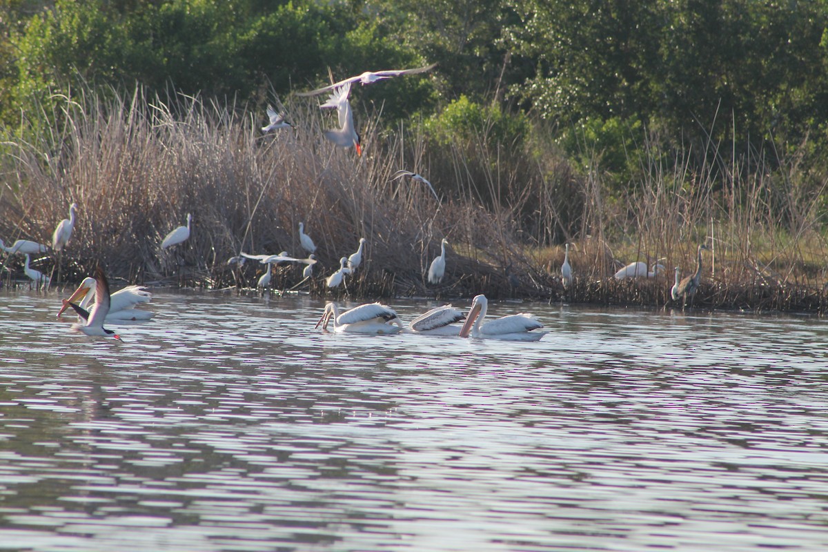 American White Pelican - ML619724512