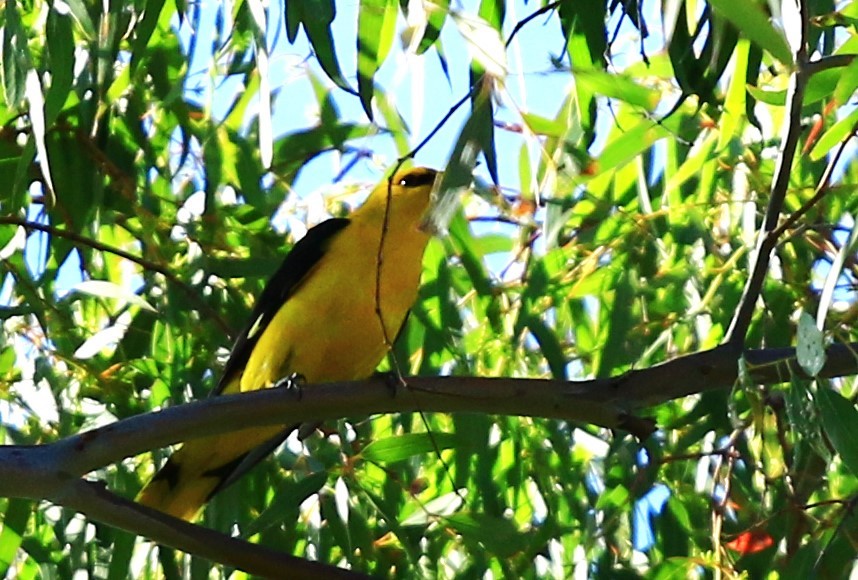 Eurasian Golden Oriole - ML619724522