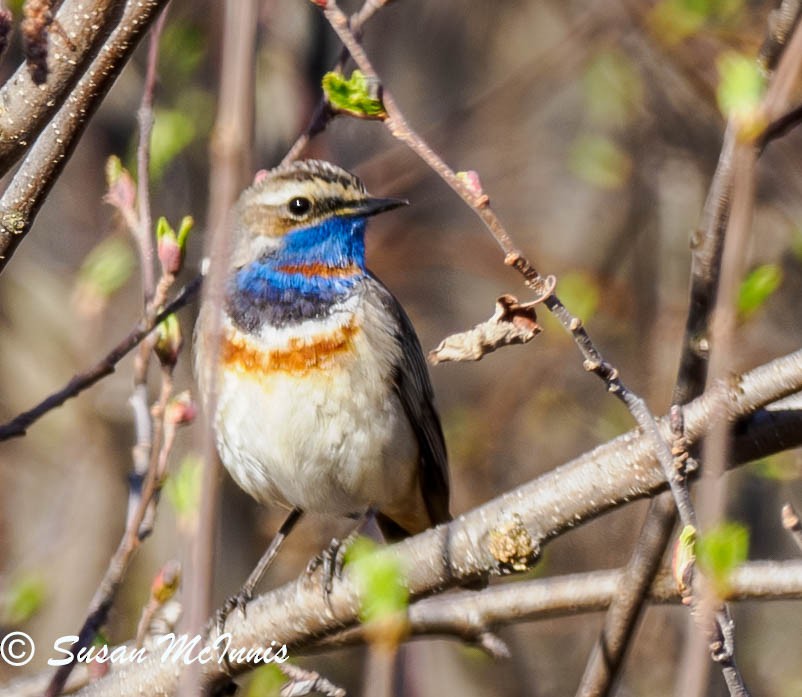 Bluethroat (Red-spotted) - ML619724526