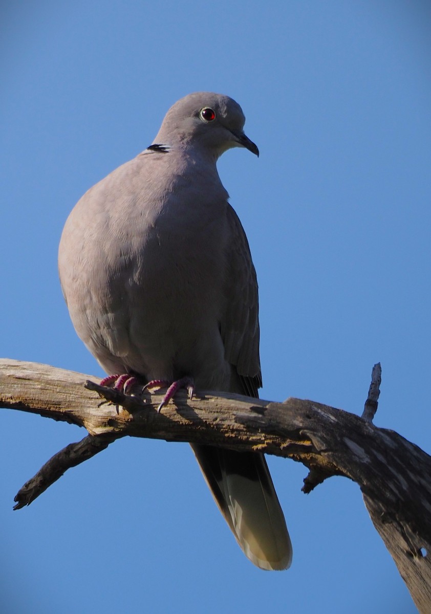 Eurasian Collared-Dove - ML619724585