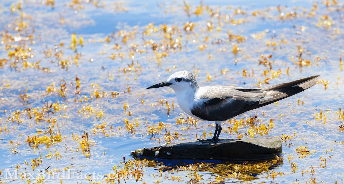 Bridled Tern - ML619724588