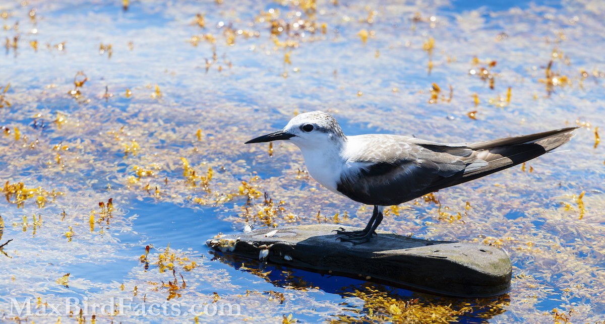 Bridled Tern - ML619724594