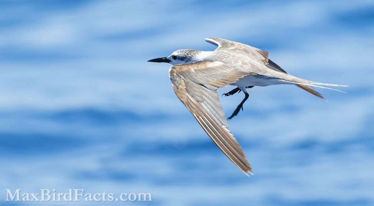 Bridled Tern - ML619724597