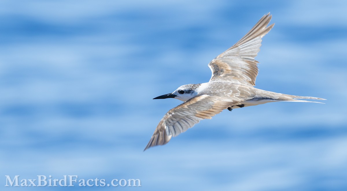 Bridled Tern - Maxfield Weakley