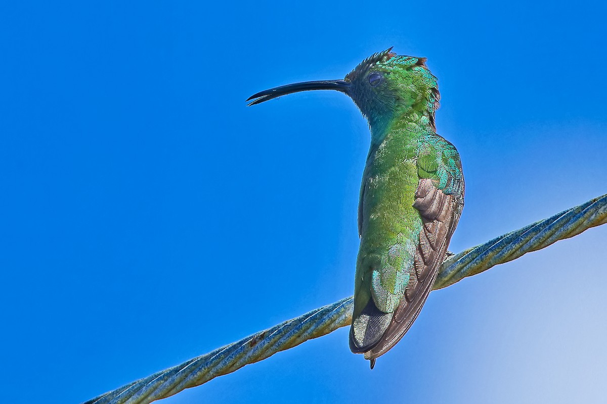 kolibřík lesklý - ML619724648