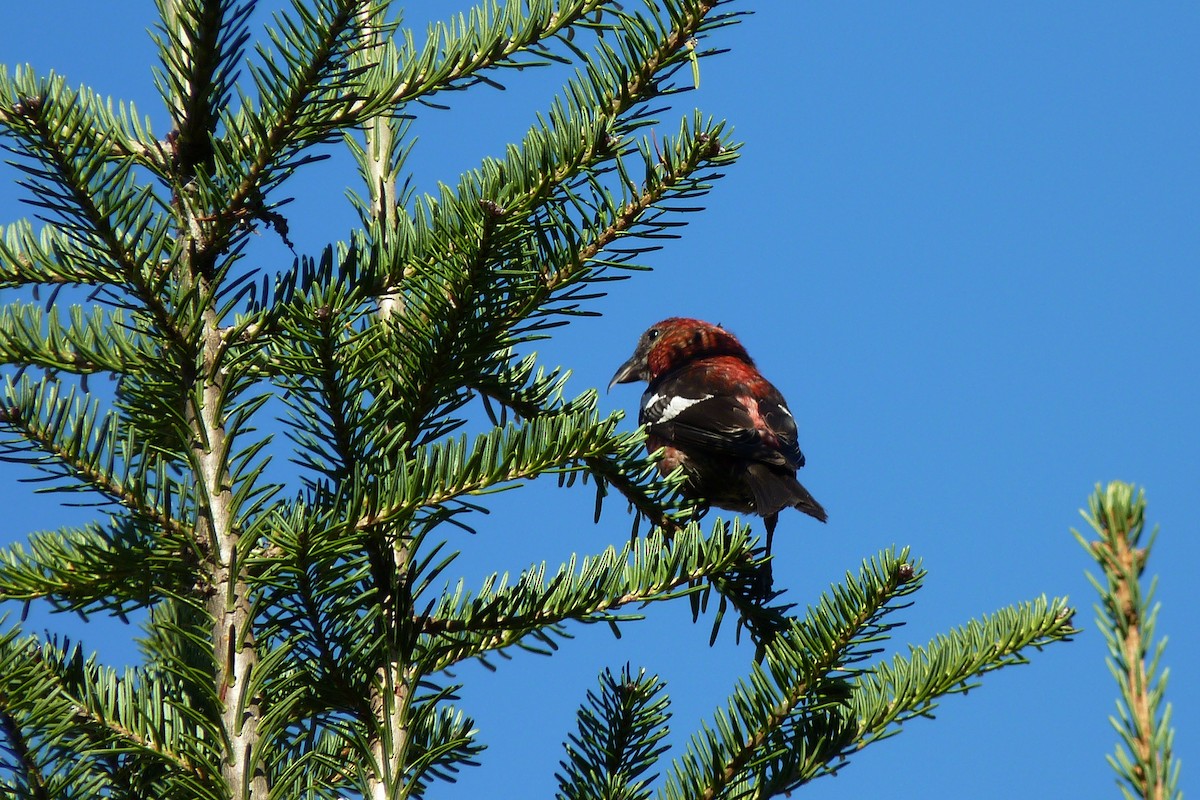 White-winged Crossbill - ML619724664