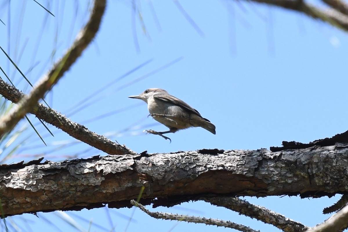 Brown-headed Nuthatch - ML619724666